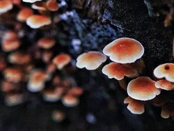 Deretan Foto Makro dari Ponsel yang Bikin Terpana