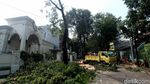 Pohon Tumbang di Panglima Polim Dievakuasi