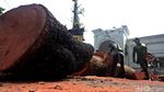Pohon Tumbang di Panglima Polim Dievakuasi