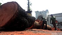 Suku Dinas (Sudin) Penanggulangan Kebakaran dan Penyelamatan (Gulkarmat), Jakarta Selatan turut membantu untuk melakukan evakuasi pohon tersebut.