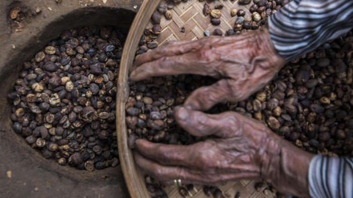 Petani kopi Jumaira yang berumur 100 tahun menjemur biji kopi.