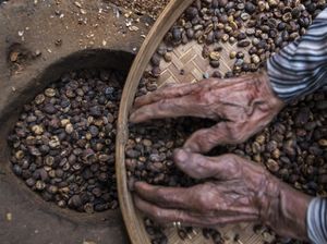 Geliat Bisnis Kopi di Desa Gombengsari