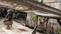 Saat ini Sahnawi secara mandiri anak-anaknya dan pemuda setempat untuk meneruskan dan mencintai kopi dengan mengajarkannya memasak, mengemas dan menjual secara daring serta membuka edukasi wisata proses dan pengolahan kopi untuk wisatawan dalam dan luar negeri. M Agung Rajasa/Antara Foto.