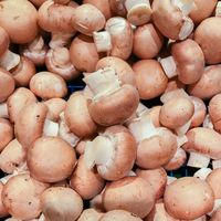 Turun Berat Badan Lebih Cepat dengan Konsumsi 7 Makanan Enak Ini