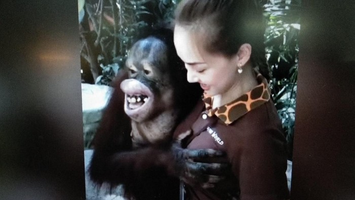 Viral orang utan remas dada wanita. Foto: Repro YouTube Viral orang utan remas dada wanita. Foto: Repro YouTube