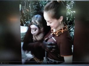 Viral! Orang Utan Remas Payudara Wanita di Bangkok