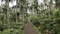 Aroma wangi menyebar ke seluruh jalan di desa Gombengsari, Banyuwangi. Bunyi sangrai dan tumbukan biji kopi terdengar seperti lantunan nada. M Agung Rajasa/Antara Foto.