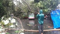 Sejumlah pohon di Bogor tumbang dan menimpa kendaraan. Peristiwa ini disebabkan hujan lebat disertai puting beliung. (Foto: dok. BNPB)