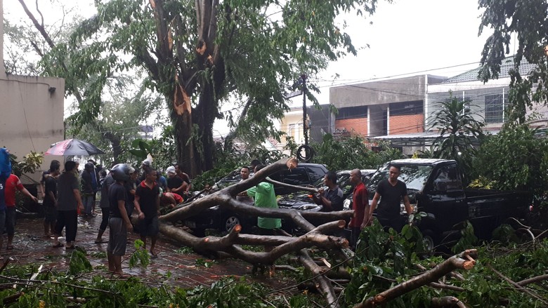 Puting Beliung di Bogor, 1 Warga Tewas Tertimpa Pohon Puting Beliung di Bogor, 1 Warga Tewas Tertimpa Pohon