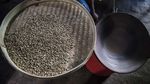 Geliat Bisnis Kopi di Desa Gombengsari