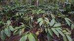 Geliat Bisnis Kopi di Desa Gombengsari