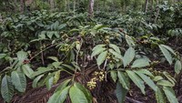 Luas perkebunan kopi rakyat di kawasan Gombengsari sekitar 853 hektar yang terletak di dataran tinggi dengan bentuk tanah berbukit di ketinggian 400-600 meter di atas permukaan laut (mdpl). M Agung Rajasa/Antara Foto.