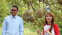 Mau makan durian, Tsamara langsung mendatangi kebunnya. Wah pohon durian yang berbuah lebat ini menggoda untuk dipetik.  Foto: Instagram @tsamaradki
