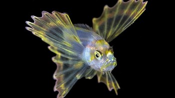 Mahkluk ini dikenal sebagai Lionfish. Foto: Sina Mobile