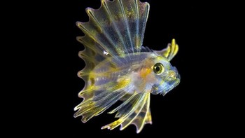 Tapi di balik itu, ikan ini sosok yang berbahaya. Foto: Sina Mobile
