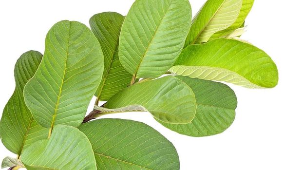daun jambu biji one leaf guava close up macro isolated on white.