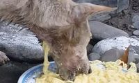 Miris! Anjing Jalanan Ini Makan Mie yang Keluar Lagi dari Lehernya 