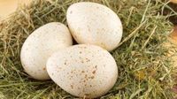 Selain Telur Ayam, Ini Telur Unggas yang Bisa Dimakan