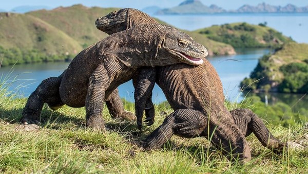 Taman Nasional Komodo, Surga Dunia Milik Indonesia