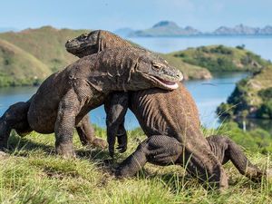 Taman Nasional Komodo, Surga Dunia Milik Indonesia
