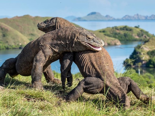 Polemik Tiket Komodo