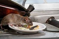 Hi..! Wanita Ini Tak Sengaja Minum Air Kencing Tikus yang Berada di Rumahnya