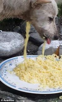 Miris! Anjing Jalanan Ini Makan Mie yang Keluar Lagi dari Lehernya 