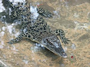 Pilihan Liburan Seru, Beri Makan Buaya di Royal Safari Garden