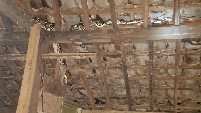 Ular Piton Masuk ke Rumah Warga di Gunungkidul