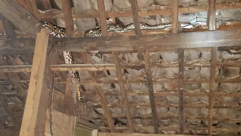 Ular Piton Masuk ke Rumah Warga di Gunungkidul Ular Piton Masuk ke Rumah Warga di Gunungkidul
