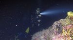 Foto: Dahsyatnya Alam Bawah Laut Wakatobi