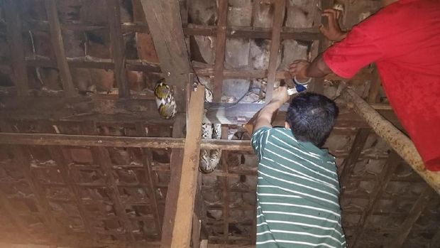Proses evakuasi ular piton di langit-langit rumah warga Dusun Nggondel Wetan, Krambilsawit, Saptosari, Gunungkidul.