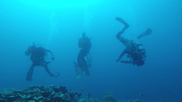 Dimabuk cinta dengan keindahan biota laut yang ada di dive spot Roma dan Mari Mabuk di Tomia (My Trip My Adventure)