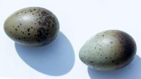 Selain Telur Ayam, Ini Telur Unggas yang Bisa Dimakan