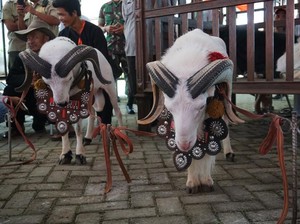 Wow, Master Bejo dan Lasson Sama-sama Sabet Juara di Piala Presiden