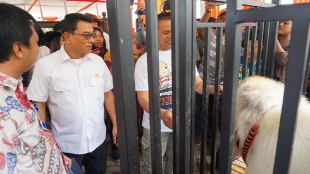 Master Bejo, Kambing Seharga Rp 500 Juta Kalah di Piala Presiden