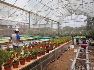Melihat Agro Technopark di Dusun Sumbermulyo Gunungkidul
