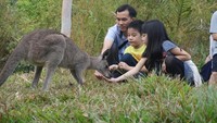 Siapa yang tidak kenal dengan Taman Safari Indonesia (TSI) saat liburan ke Puncak? Di Taman Safari Indonesia, terdapat hewan liar seperti singa, harimau, gajah, jerapah, zebra, dan unta sambil bersafari dari balik mobil (dok Taman Safari Indonesia)