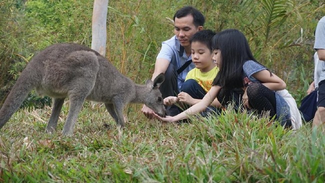 Akan Ada Sistem 2-1 di Puncak, Ini Ragam Objek Wisata di Sana