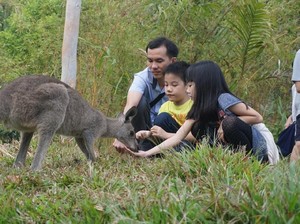 Liburan Tahun Baru di Jatim Yuk, Lihat Wombat hingga Kanguru