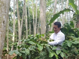 Lulusan Dibutuhkan Industri, Kementan Susun Kurikulum Kopi dan Kakao