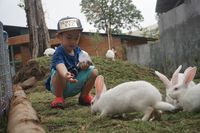  Di Zona Australiana, pengunjung juga bisa memberi makan kelinci New Zealand