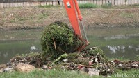 Sampah yang diangkut berupa rumput liar.