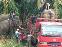 Proses evakuasi Gajah Septi.