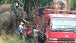 Potret Gajah Septi yang 5 Tahun Terjebak di Perkebunan Warga