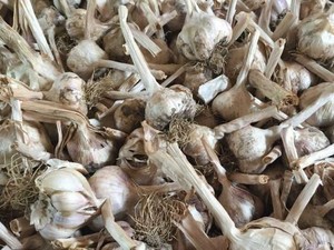 Petani Bawang Putih Bantah Menolak Benih GBL Pemerintah