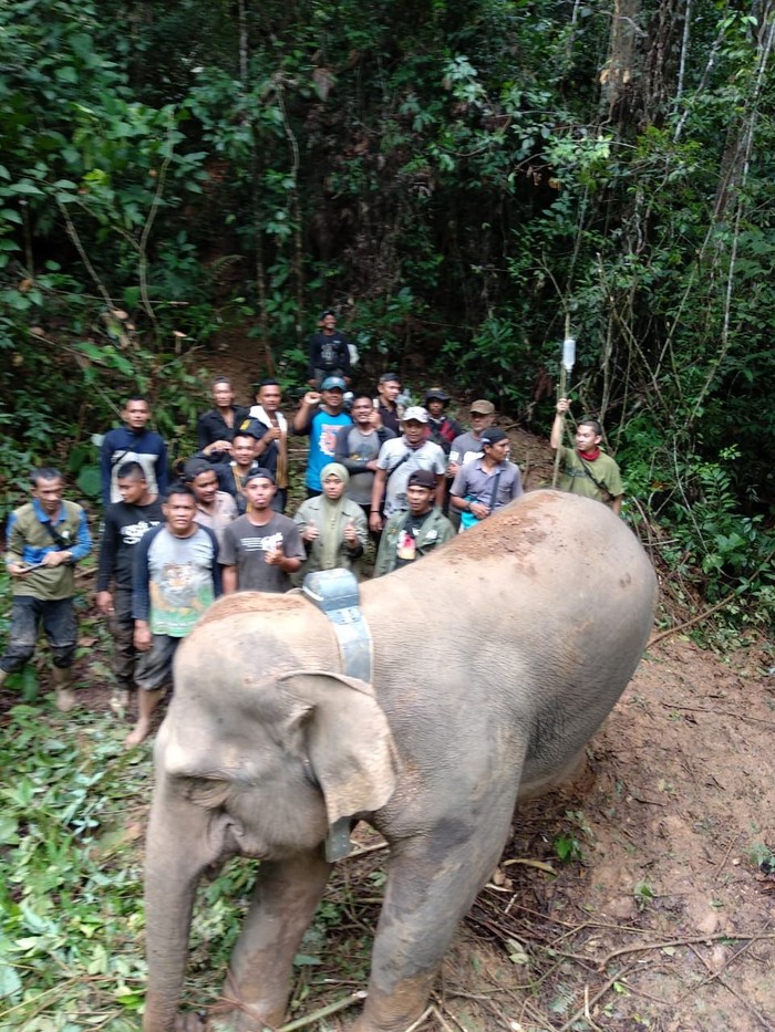 Kisah Gajah Septi, 5 Tahun Terjebak di Perkebunan Kini Dievakuasi