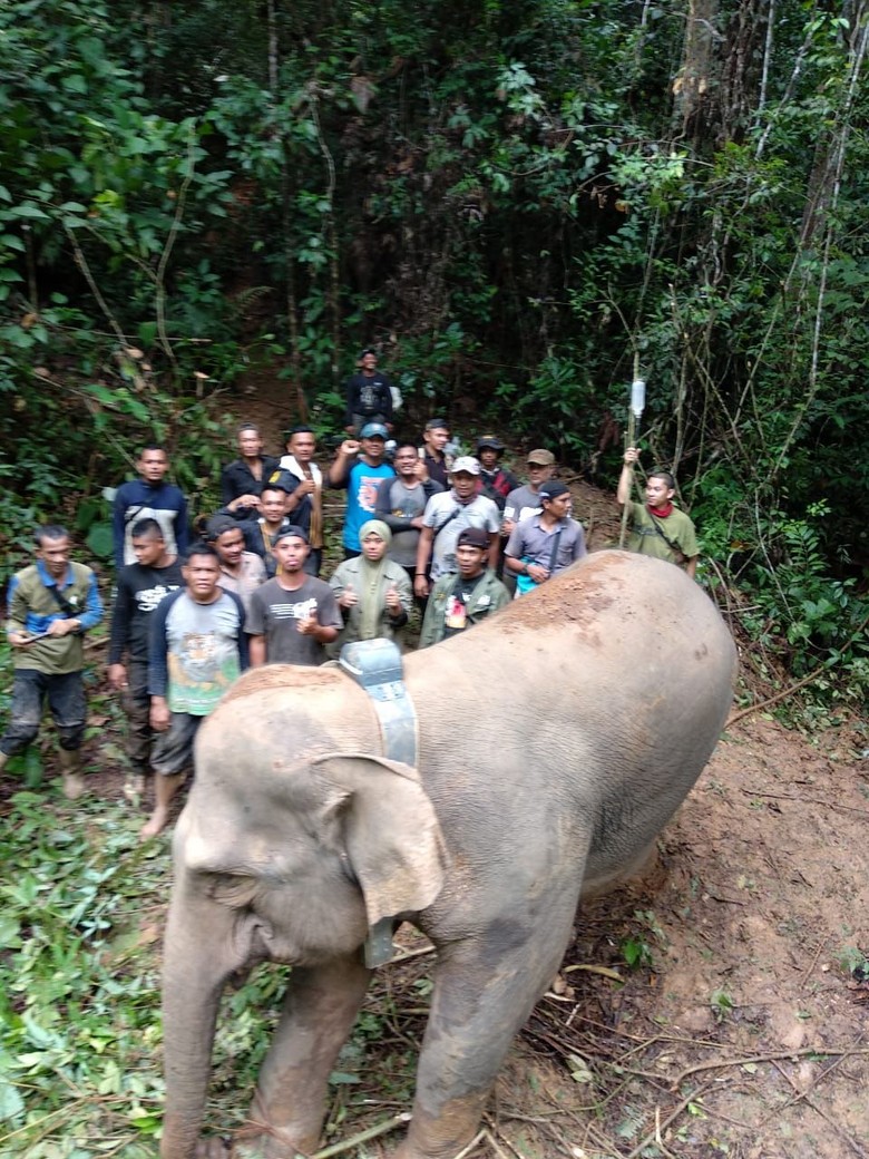 Download 6000 Koleksi Gambar Gajah Pakai Blangkon Terbaik HD