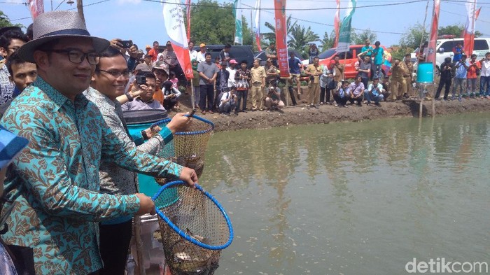 Gubernur Jawa Barat Ridwan Kamil di Kampung Perikanan Digital di Indramayu (Foto: Sudirman Wamad) Gubernur Jawa Barat Ridwan Kamil di Kampung Perikanan Digital di Indramayu (Foto: Sudirman Wamad)