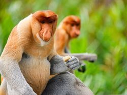 7 Hewan Terjelek di Dunia, Ada dari Indonesia